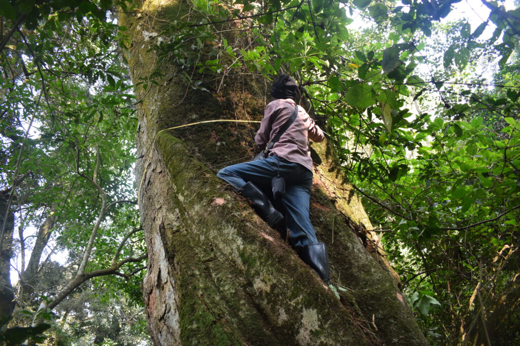 Récolte des données dendrometries au PNKB