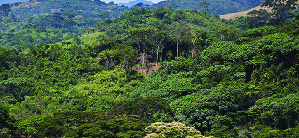 Forêt d’Itombwe : une dynamique paysagère en mutation face aux pressions humaines Forêt d'itombwe