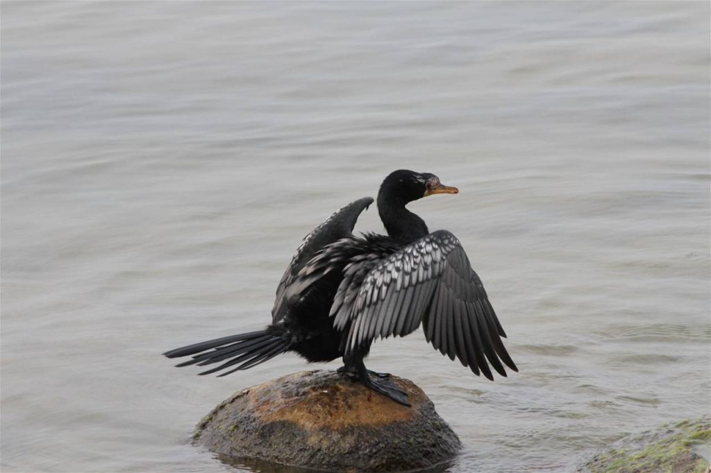 La Sélectivité Alimentaire Du Grand Cormoran (Phalacrocorax carbo) Au Lac Kivu (RD Congo)