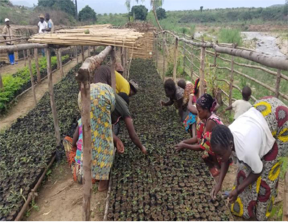 Sud-Kivu: Itombwe, Minembwe, Hauts-Plateaux et Kaziba regorgent plus des zones propices à l’Agroforesterie dans les districts administratifs autour de la Réserve Naturelle d’Itombwe (RNI)