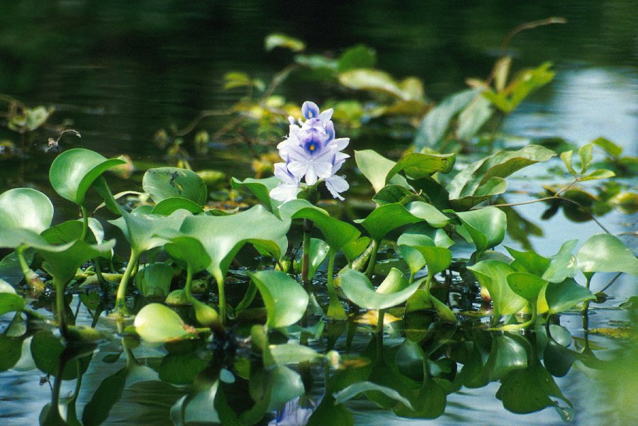 Tout savoir sur le traitement des eaux usées par l’Eichhornia crassipes et Pistia stratioles
