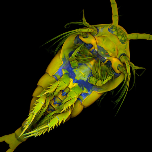Découvrez la concentration-effet des microplastiques sur la dynamique des populations de Temora longicornis