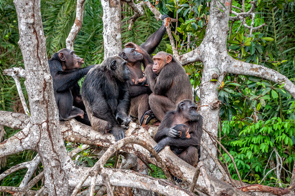 Appel à la Justice Diplomatique des Mammifères Endémiques de la RDC (Bonobo, Gorille et Okapi) en Situation Ex Situ dans les Zoos d’Europe Parc Apenheul-mammifères endémiques de la RDC-SDDNATURE