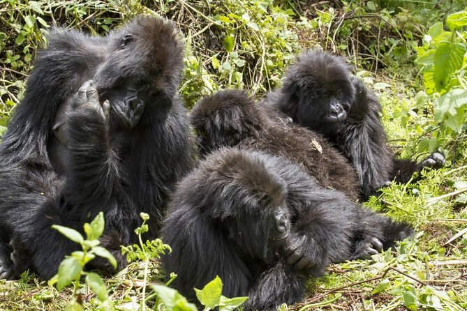 Les Pratiques Traditionnelles, ont-elles un impact dans la Conservation de Gorilles de Montagne dans le Parc National de Bwindi en Ouganda?
