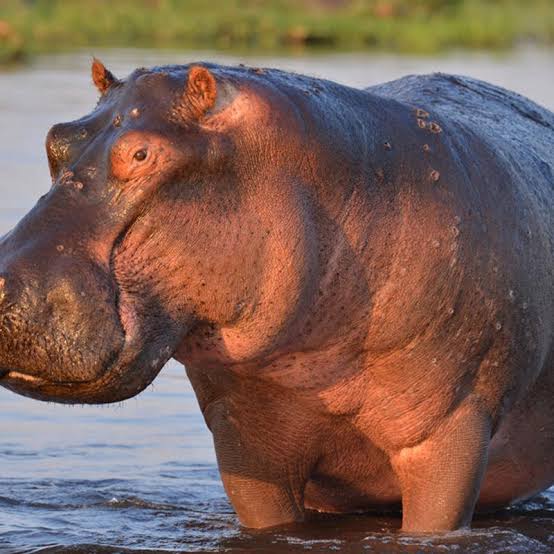 La morsure d’Hippopotame : les scientifiques recommandent les attitudes à adopter