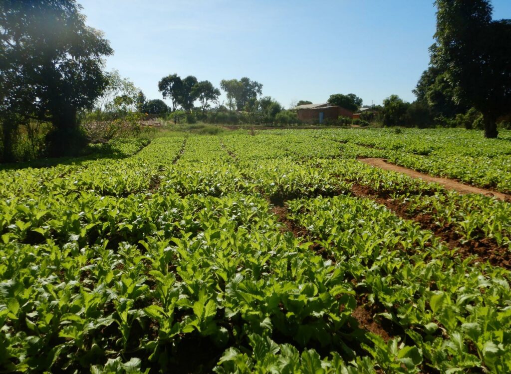 Lubumbashi : des légumes maraîchers contaminés par les métaux lourds, un danger pour la santé humaine