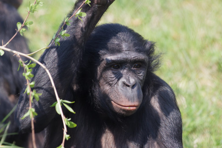 Découvrez les menaces qui pèsent sur les bonobos (Pan Paniscus) dans la Réserve Naturelle de Sankuru