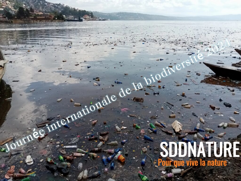 SDDNATURE : s’abonner à une organisation de ramassage de déchets à Bukavu, c’est protéger le lac Kivu et sa biodiversité Pollution du lac Kivu