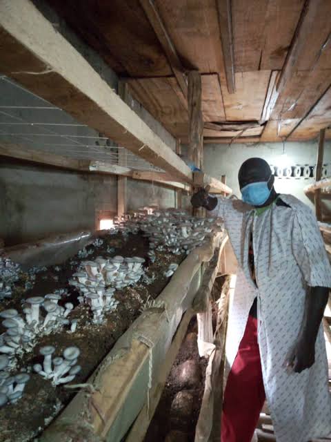 Potentiel économique des champignons sauvages pour les ménages au tour du Parc National de Virunga en RD Congo