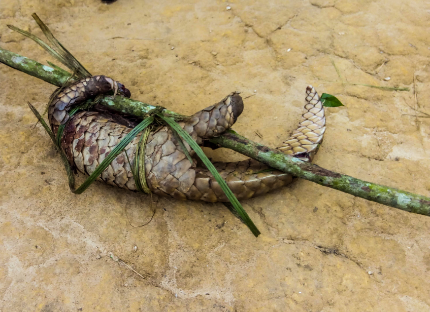 La SDDNATURE appelle aux efforts de préservation du Pangolin dans la Réserve Naturelle d’Itombwe
